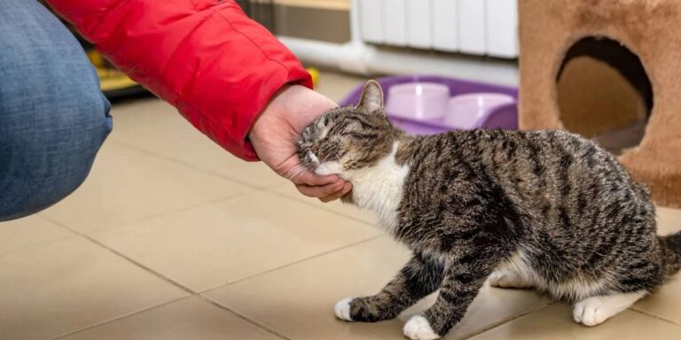 Чи можна бити кота: чому фізичне покарання шкодить і що робити замість цього