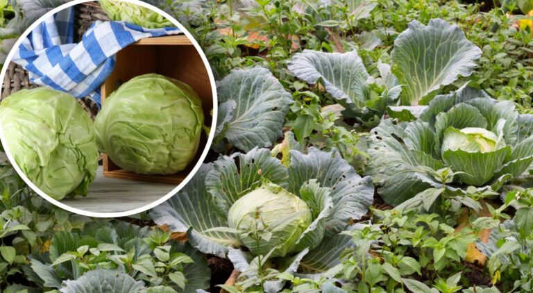 Чим кропити капусту від попелиці: повний гід по захисту врожаю