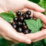 Догляд за смородиною: менше метушні, більше ягід
